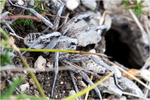 Lycosa tarantula